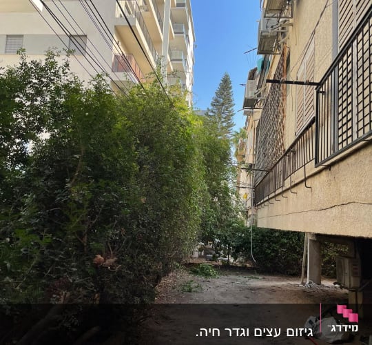 שיחים ירוקים לצד שביל עפר בין בניינים